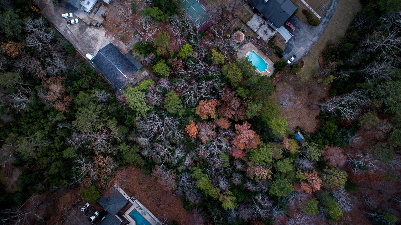 邓为仙台有树口碑，邓为仙台之树，口碑赞誉传颂不绝